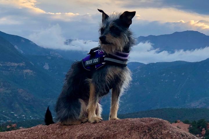 BringFido's Ruff Guide to Colorado BringFido's Ruff Guide to Colorado