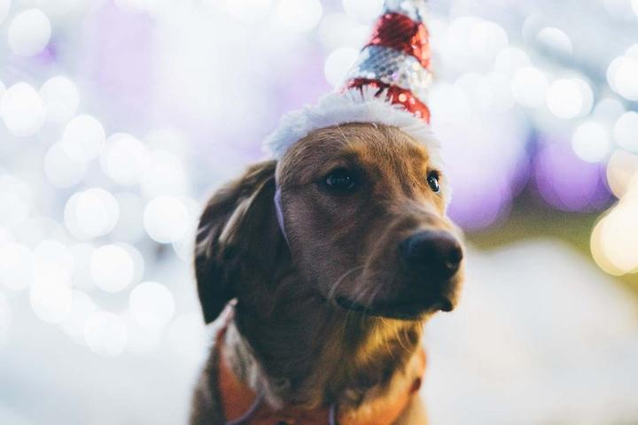 Pet-Friendly Events December 2021
