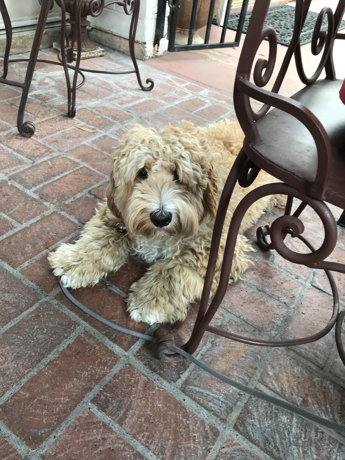 Arcadia Farms restaurant view 1