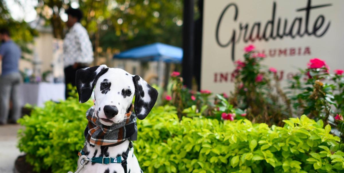 Top Dog-Friendly Hotel Chains of 2022 - BringFido