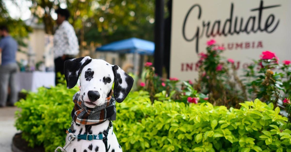 Pet friendly shop hotel chains