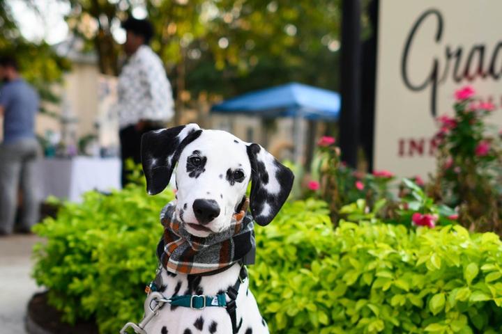 A beautiful Dalmatian ready for a stay at a pet-friendly Graduate Hotel