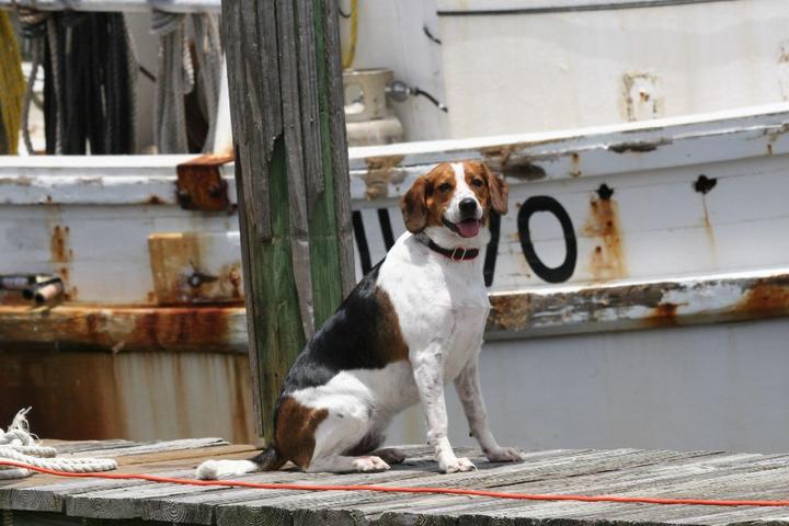 A dog waits to board a boat for a pet-friendly shrimping tour in Biloxi, MS.