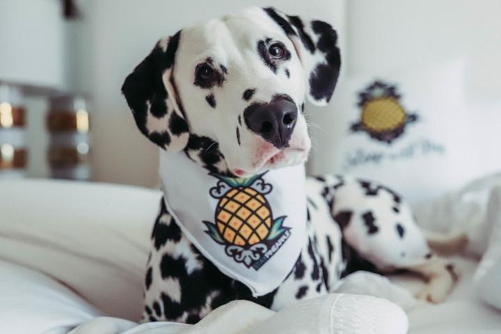A cute dog at a pet-friendly Staypineapple Hotel in New York.
