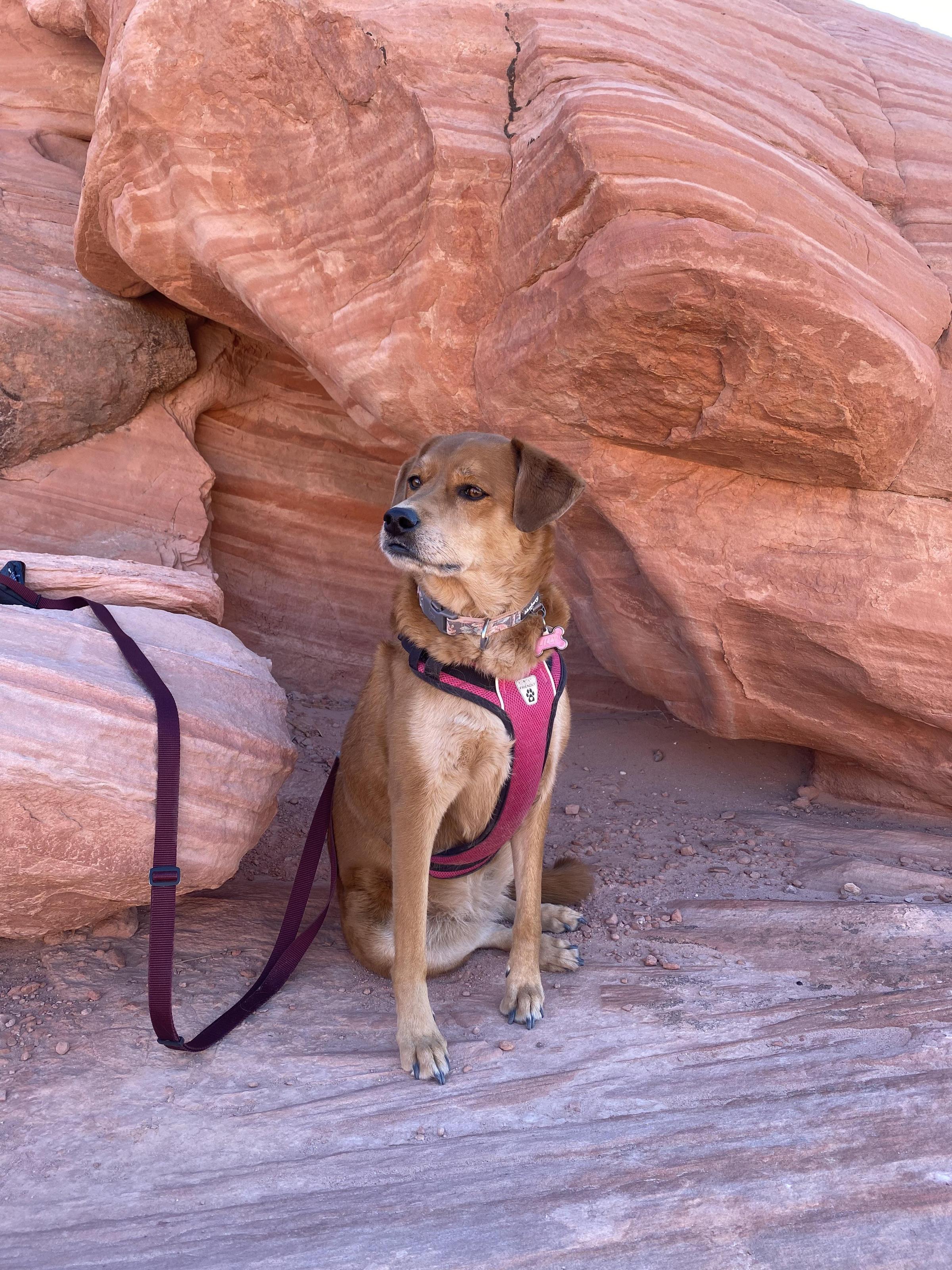 are dogs allowed in valley of fire state park