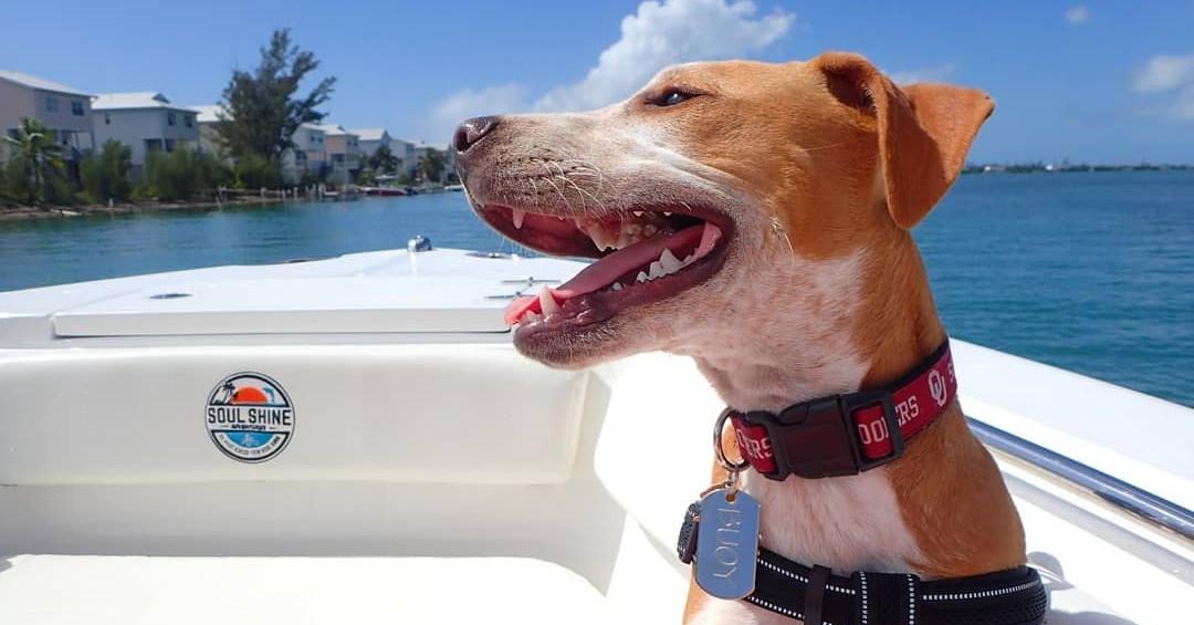 bringfido-s-guide-to-the-florida-keys-bringfido