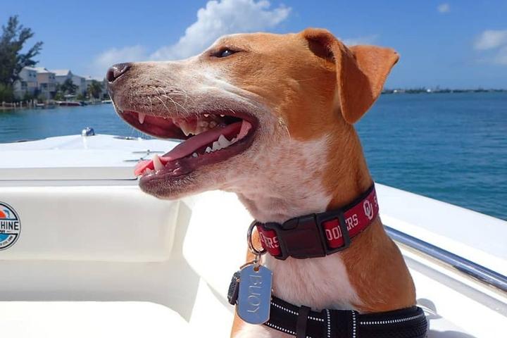 A cute dog goes boating in the Florida Keys