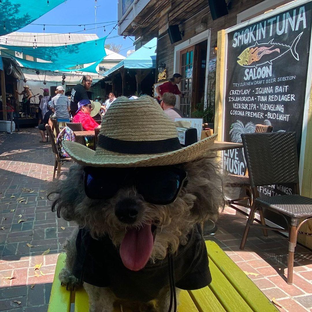 Dog Friendly Activities in Key West, FL - BringFido