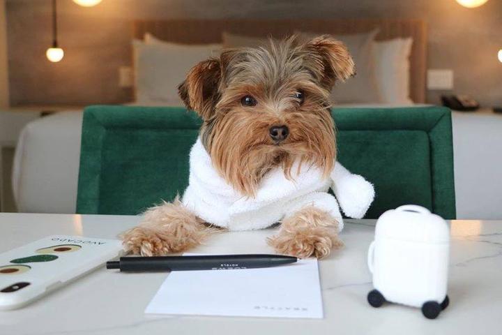 A cute dog at a pet-friendly Loews Hotel.