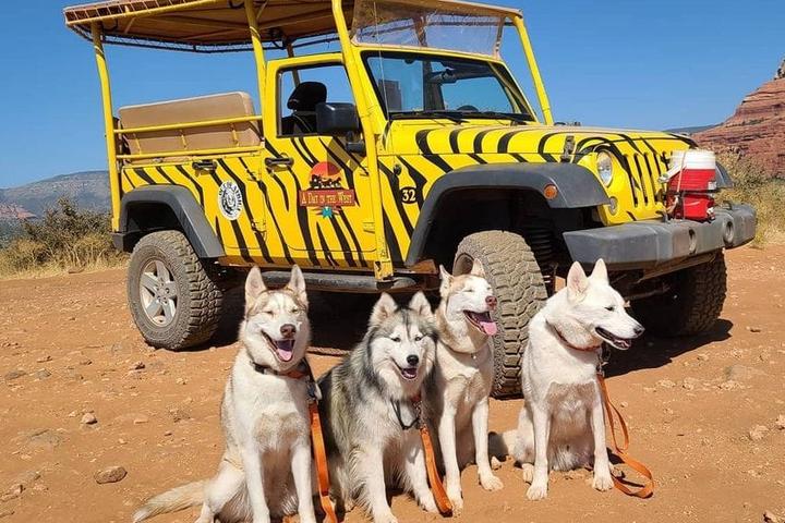 Four Huskies on a jeep tour in pet-friendly Arizona.