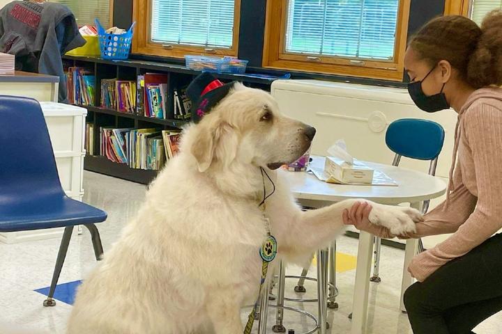 A therapy dog shakes a student's hand at school.