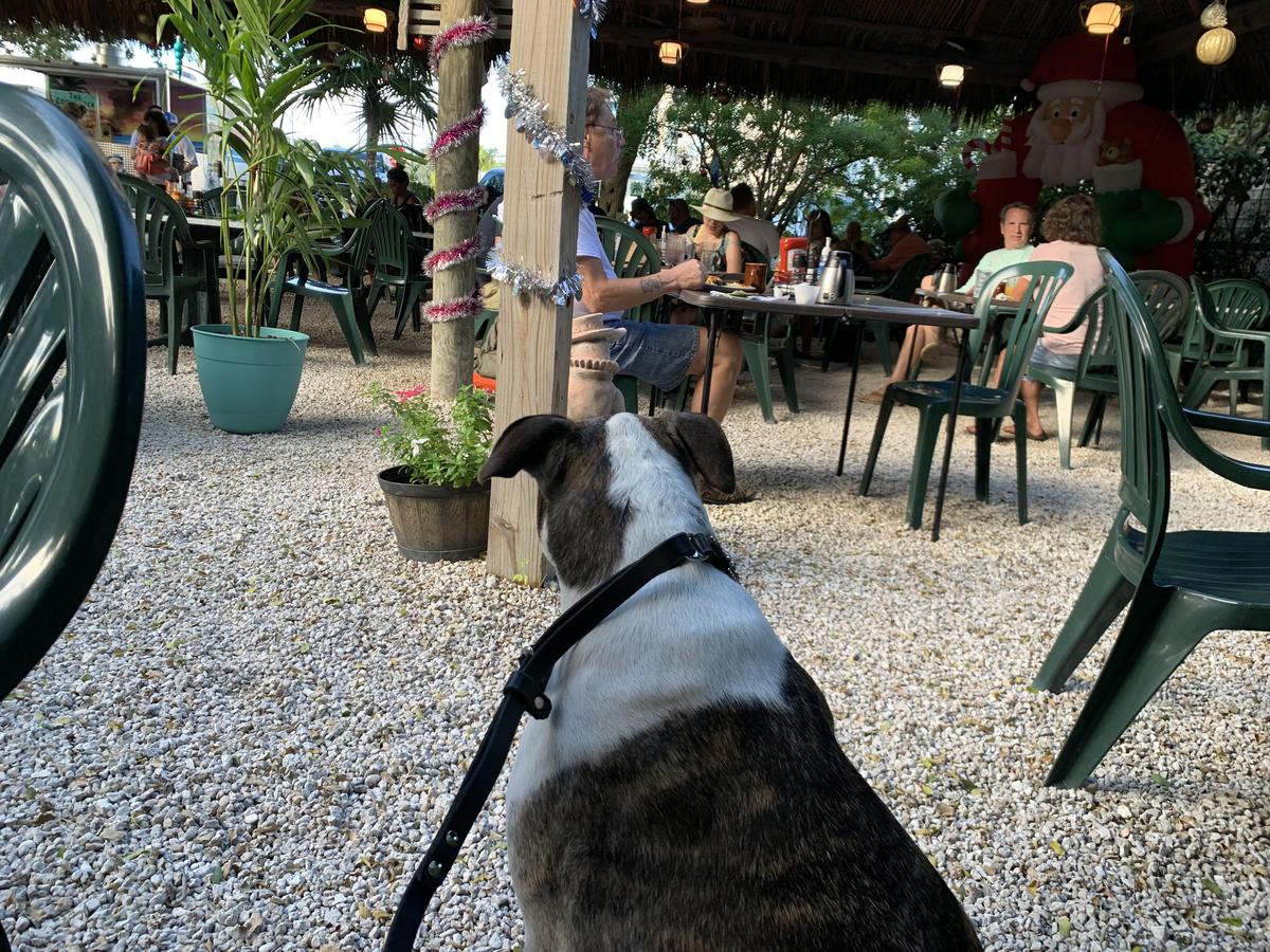 The Stuffed Pig restaurant view 1