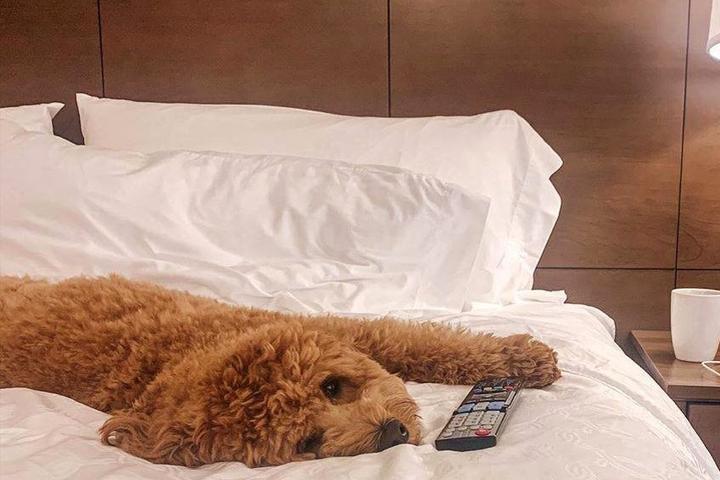 A cute dog at a pet-friendly Staybridge Suites Hotel.