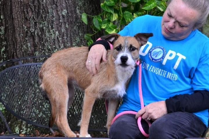 A dog waiting to be adopted.