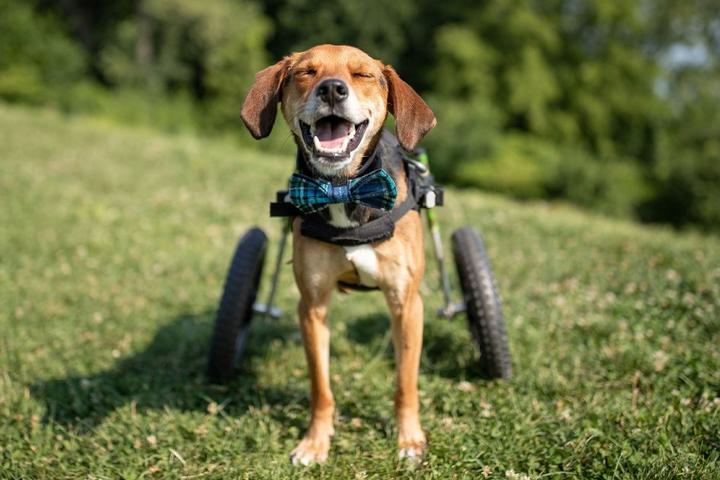 BringFido's Top Dog Stories of 2021