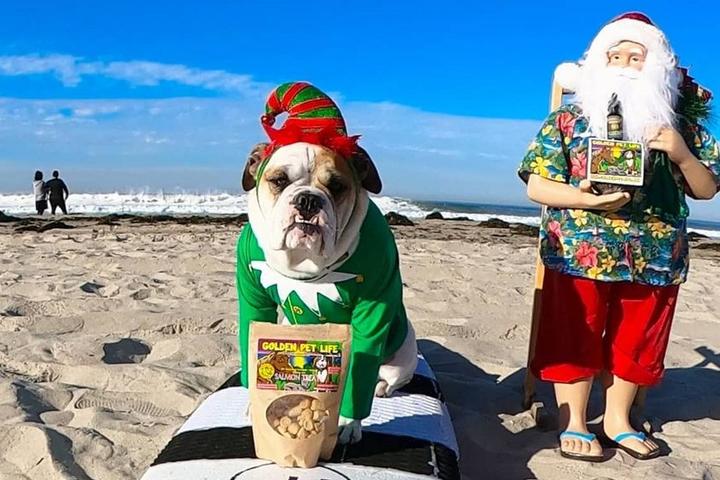 A cute dog in an elf costume on a surfboard at the dog beach.