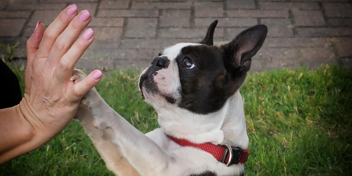 20 Fun Ways To Surprise, Your Wife With A Puppy! - Boston Terrier Society