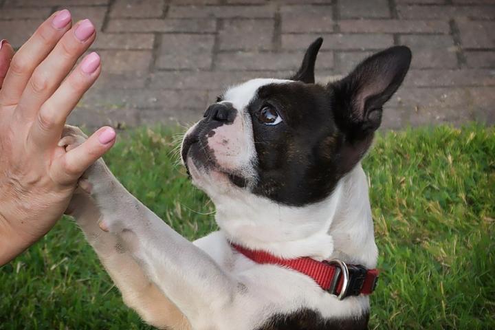A Boston Terrier shakes paw.