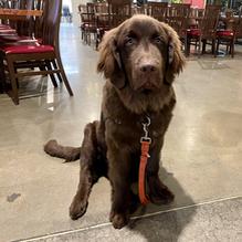 Bull Island Brewing Company restaurant view 1