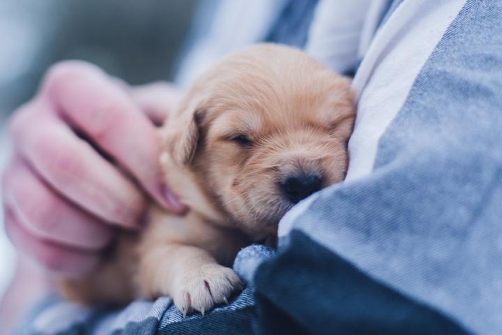 A new puppy sleeps in his pet parent's arms.