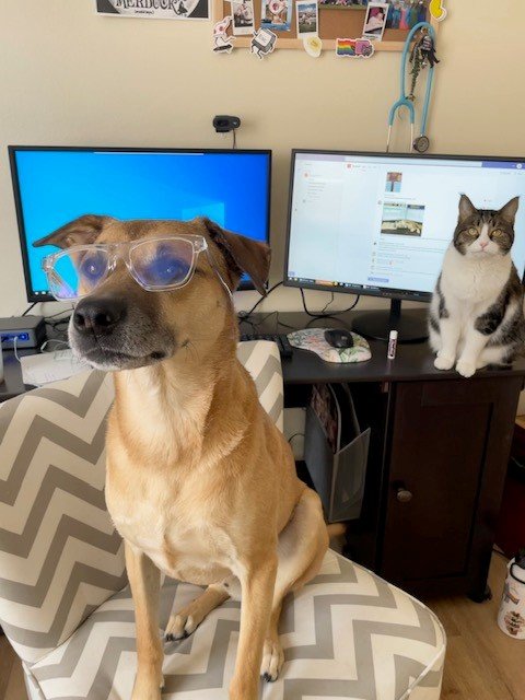 Dog and cat "coworkers" sit at a home office.