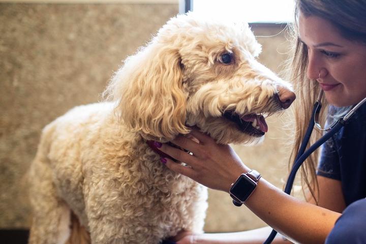 A dog at the vet's office getting a checkup