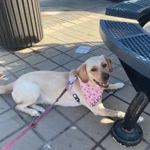 Anclote Brew restaurant view 2