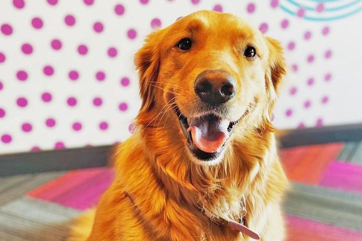A cute dog at a pet-friendly Tru by Hilton.