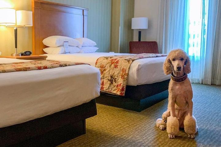 Can I Bring My Dog to Drury Hotels?