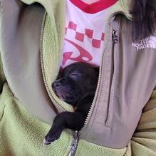 Red Zeppelin Pizza restaurant view 3