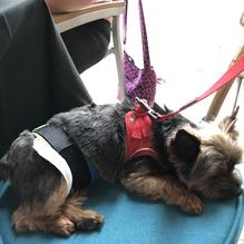 Shogun restaurant view 3