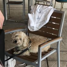 Shogun restaurant view 2