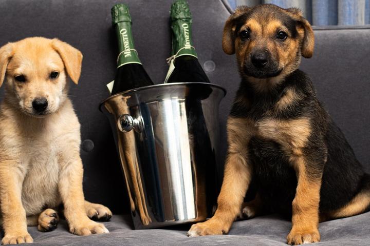 Two puppies celebrate with champagne at a pet-friendly Kimpton hotel.