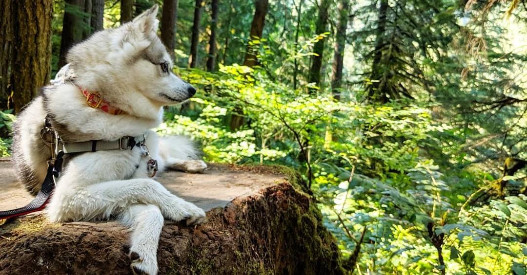 The Best Dog-Friendly State Parks on the West Coast