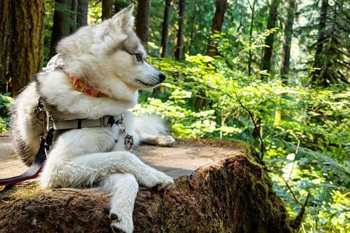 A dog relaxes at Silver Falls State Park.