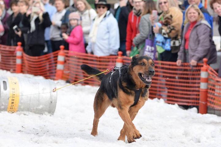 Dog pulls keg in the snow