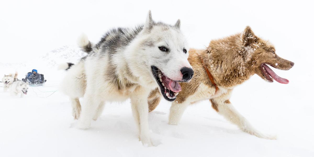 Best best sale sled dogs