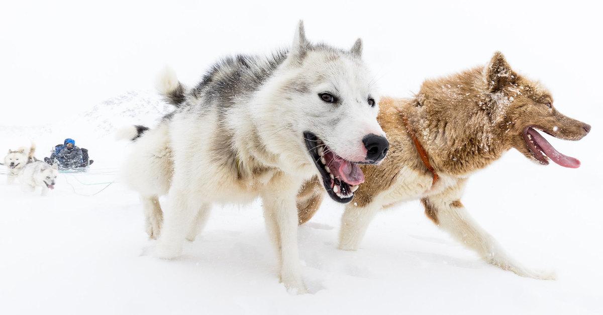 Best Dog Breeds for Winter Sports