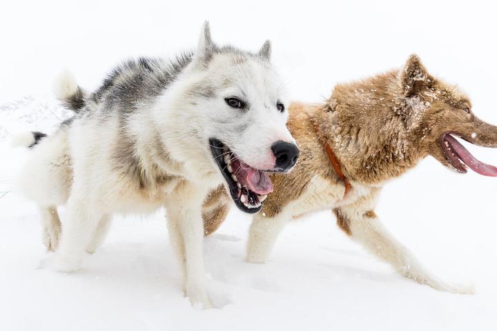 Best Dog Breeds for Winter Sports