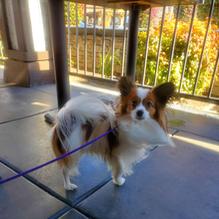 Crest Cafe restaurant view 1