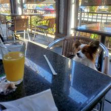 Crest Cafe restaurant view 2