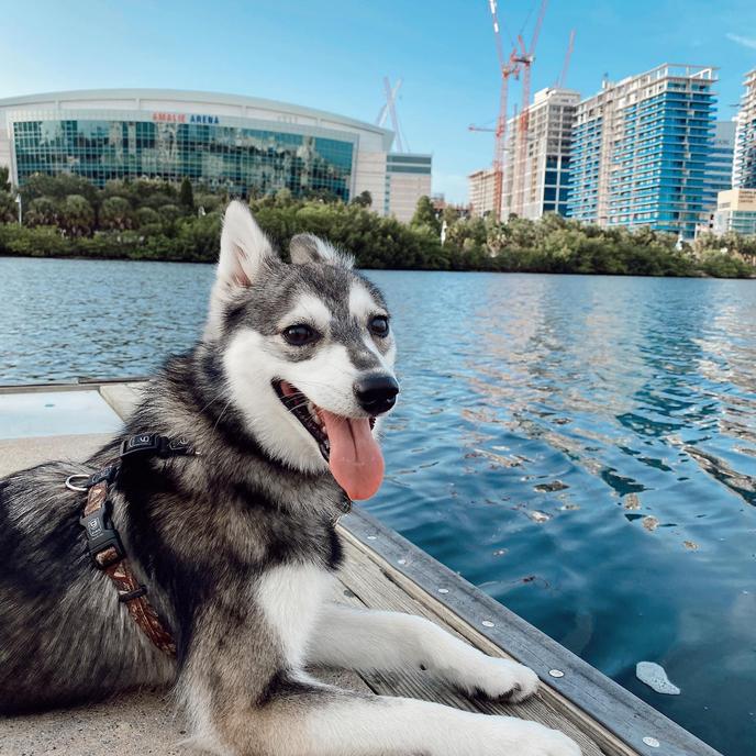 Dog smiling by the water in front of city skyline