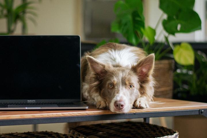 Dog next to laptop on a desk