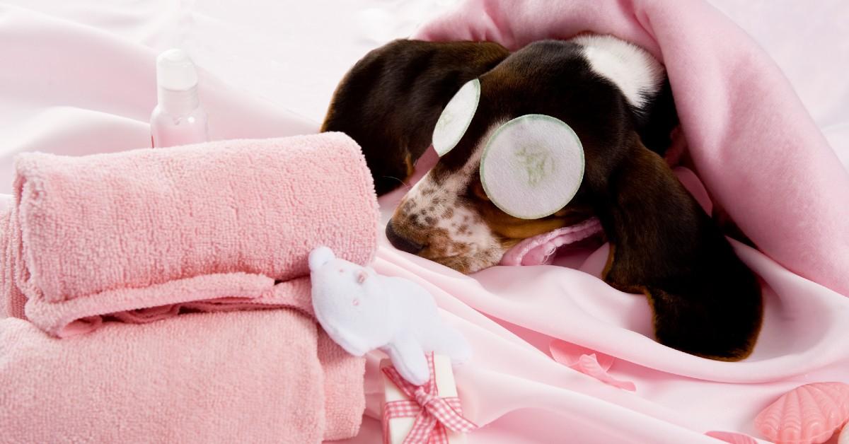 Where is your favorite place to bring Fido for a Spa Day?