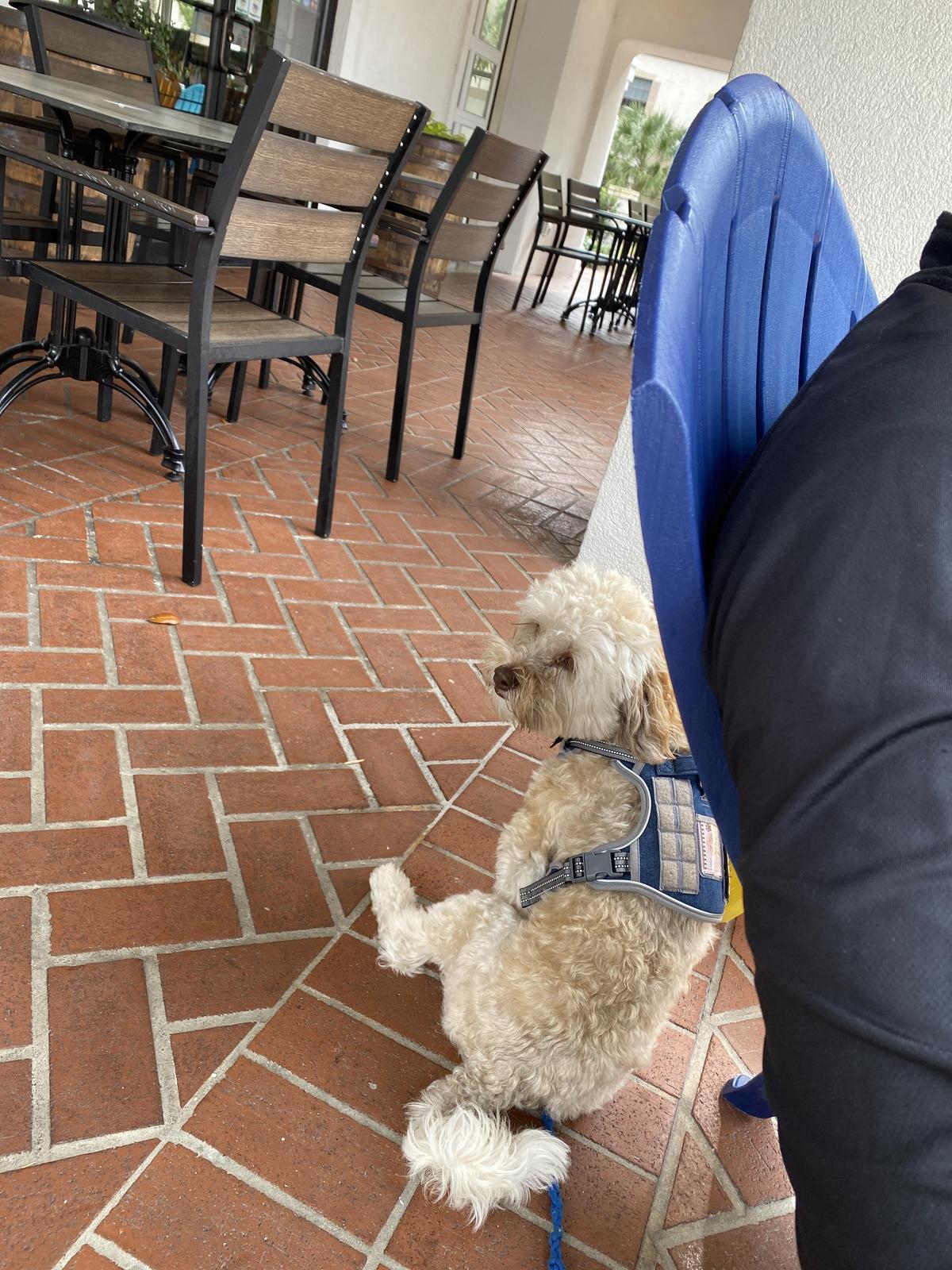 Persimmon Hollow Brewing Co at Lake Eola restaurant view 1