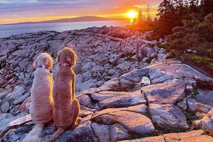 Dogs looking at sunset at Acadia National Park
