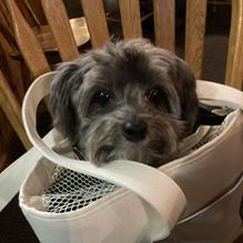 Snowshoe Brewing Company restaurant view 1