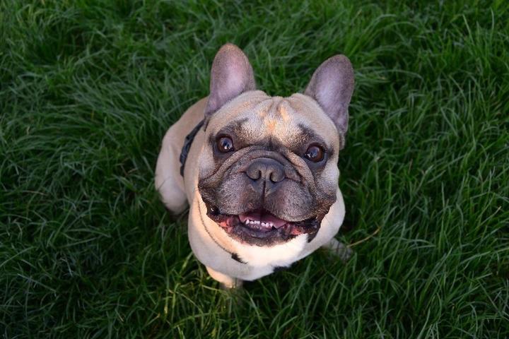 Dog sits on green grass.