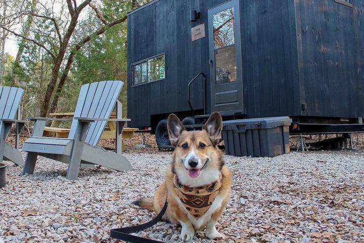 Dog sitting outside a dog friendly tiny cabin