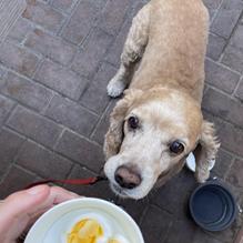 Great Maple restaurant view 4